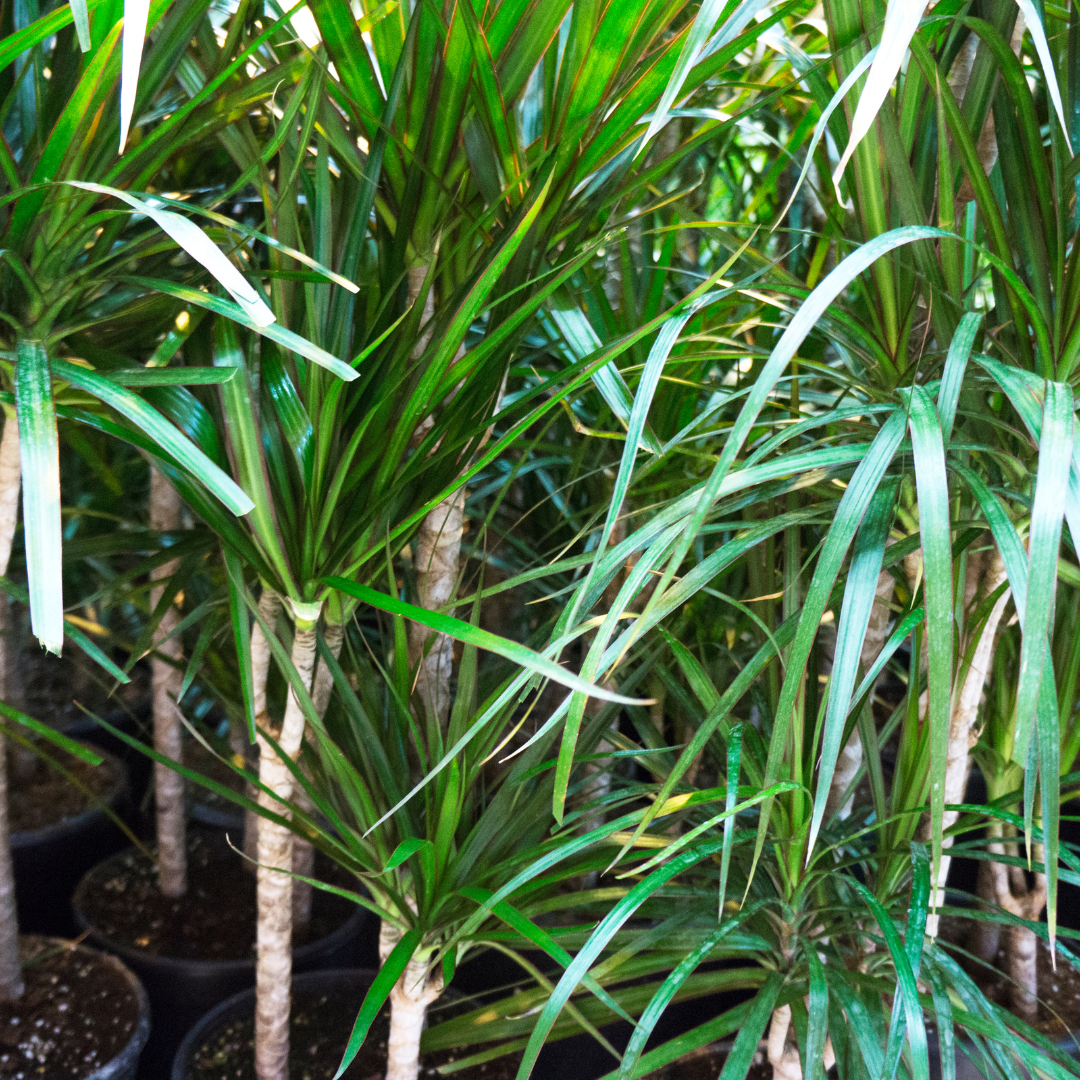 ponytail palm outdoors arizona Buy Ponytail Palm Phoenix, AZ | Beaucarnea recurvata