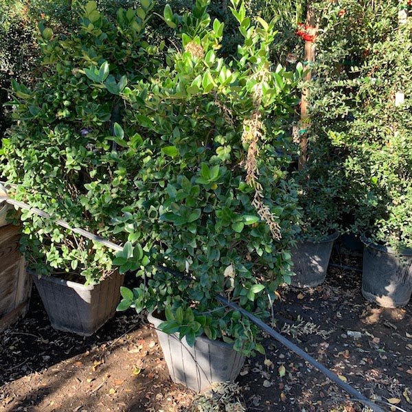 Wax Leaf Privet Cone (Ligustrum japonicum) shaped evergreen topiary in nursery — Phoenix, AZ