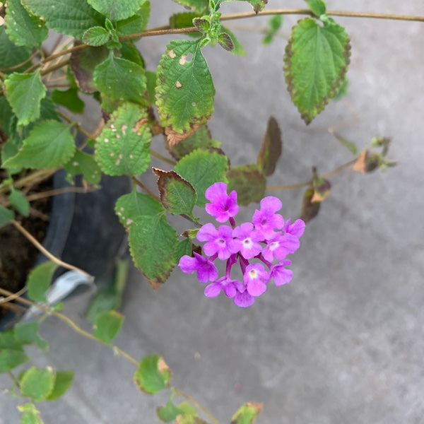 Purple & White Lantana