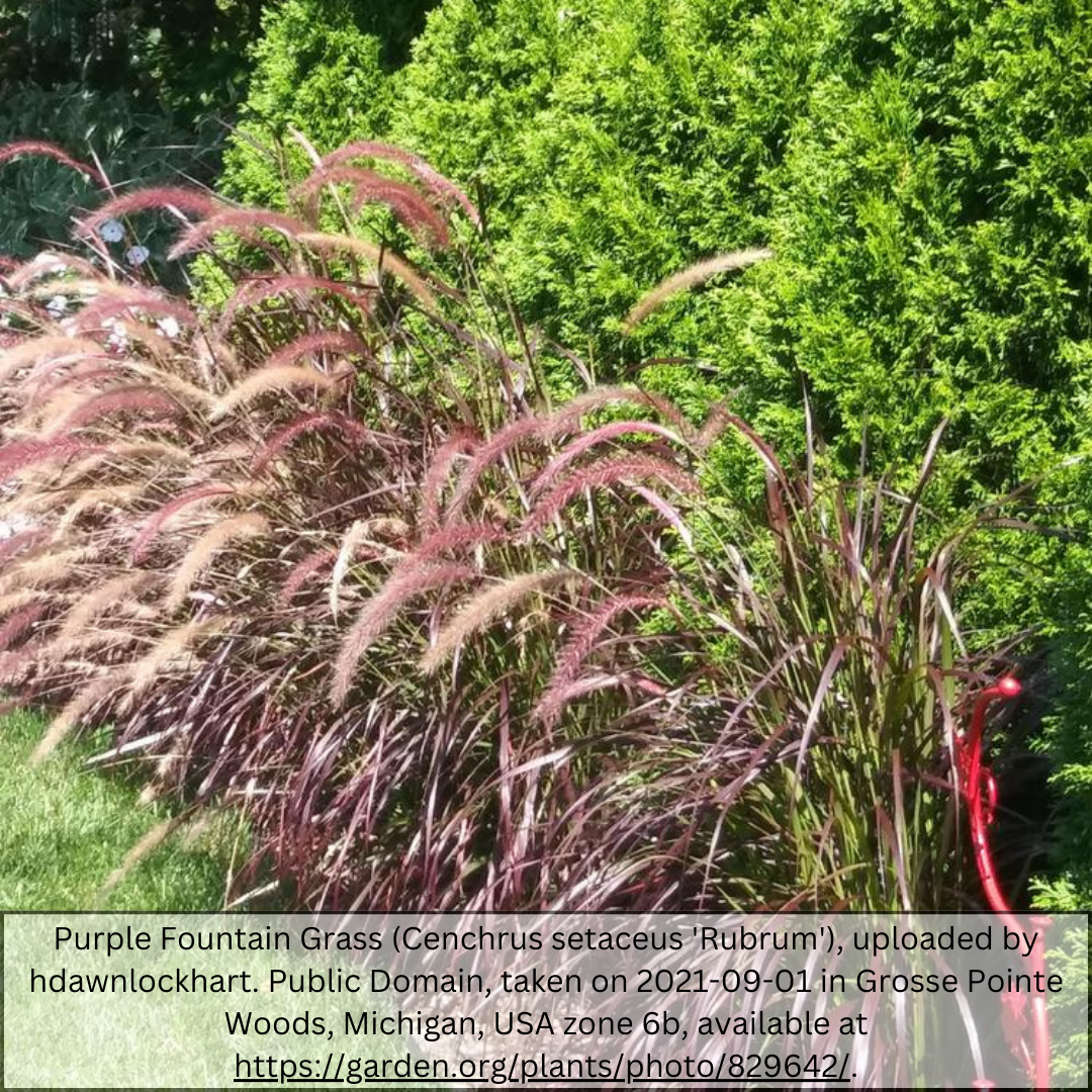 Purple Fountain Grass (Pennisetum setaceum 'Rubrum') with arching burgundy foliage and rose plumes in garden landscape — Phoenix, AZ