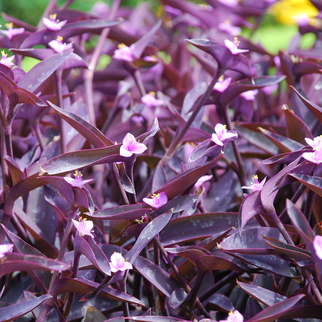 Purple Heart (Tradescantia pallida) close-up showing bold purple foliage and pink blooms — Phoenix, AZ