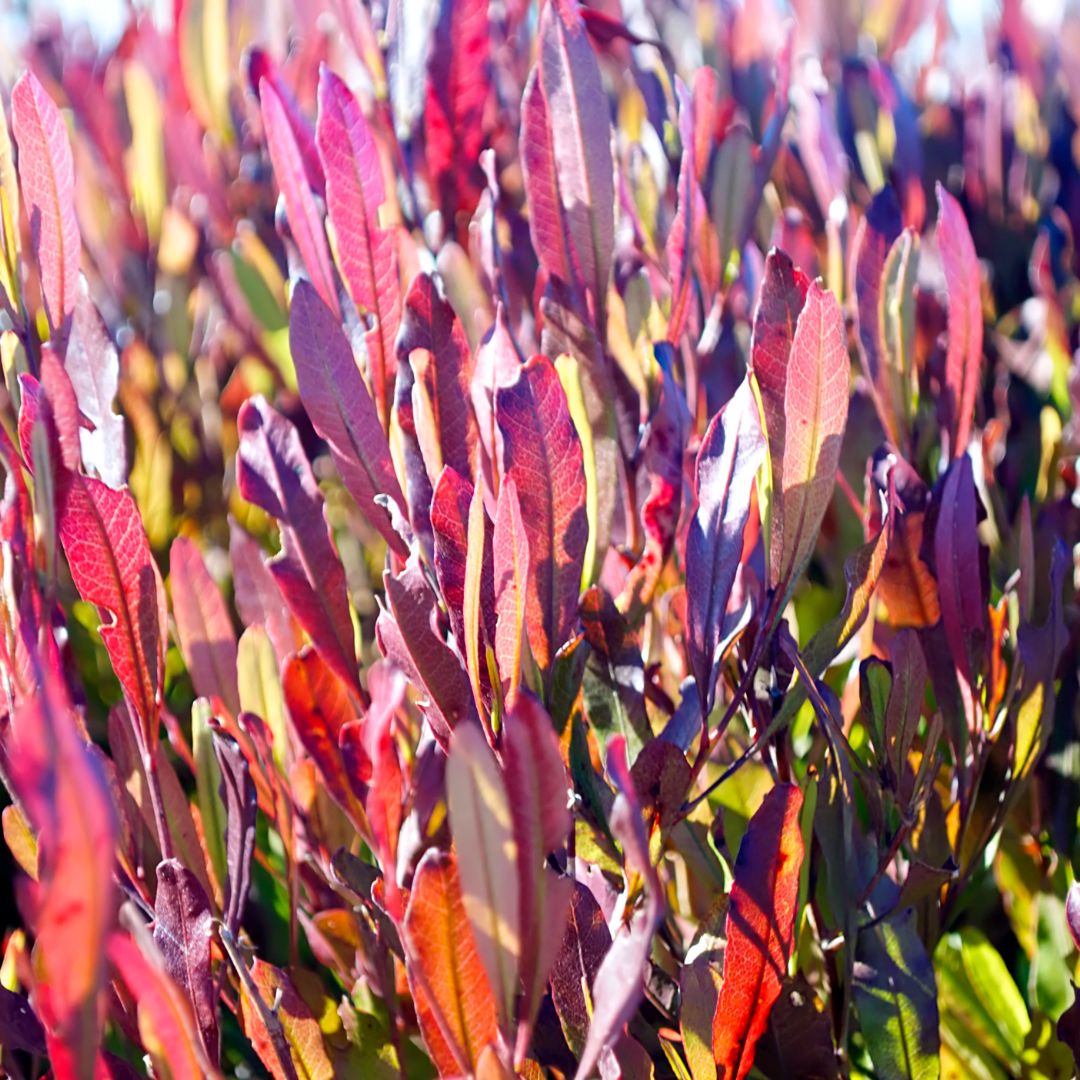 Close-up of Purple Hopseed Bush (Dodonaea viscosa 'Purpurea') vibrant purple-bronze foliage — Phoenix, AZ