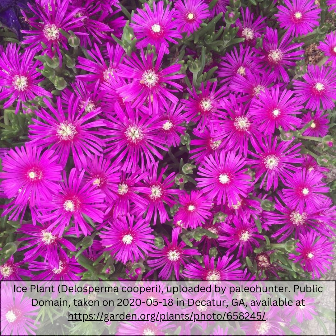 Purple Ice Plant