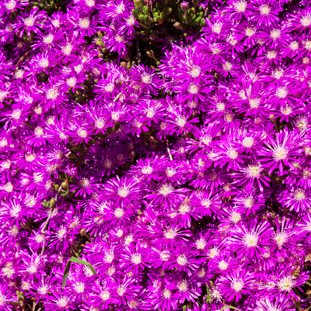 Purple Ice Plant (Delosperma cooperi) covered in vivid purple blooms — Phoenix, AZ