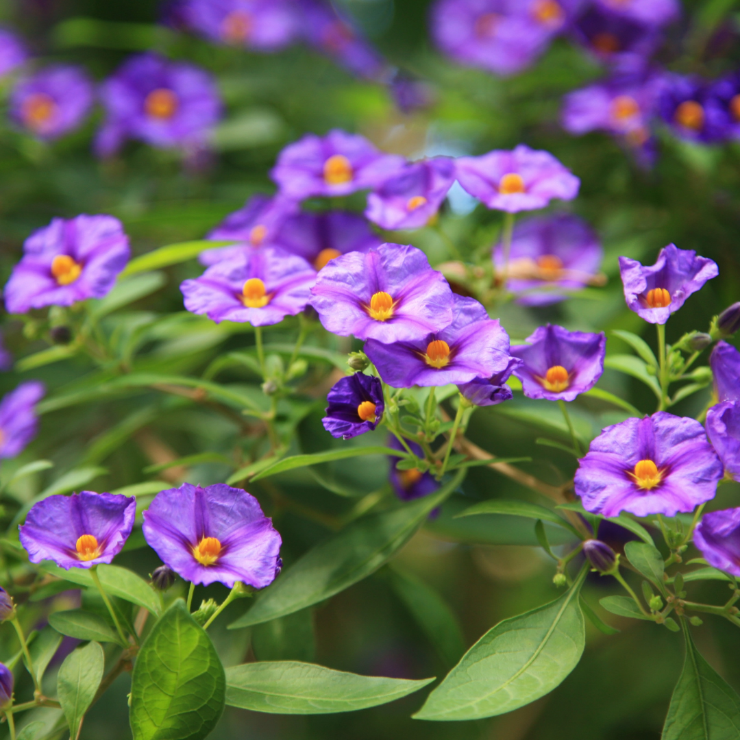 Purple Potato Bush (Lycianthes rantonnetii) vibrant purple flowers with yellow centers — Phoenix, AZ