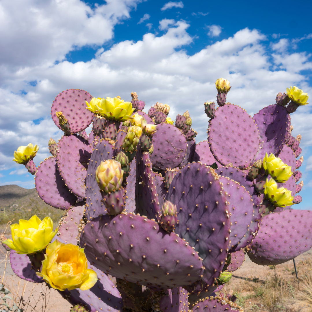 Prickly Pear Cactus Pictures prickly-pear-cactus-pictures