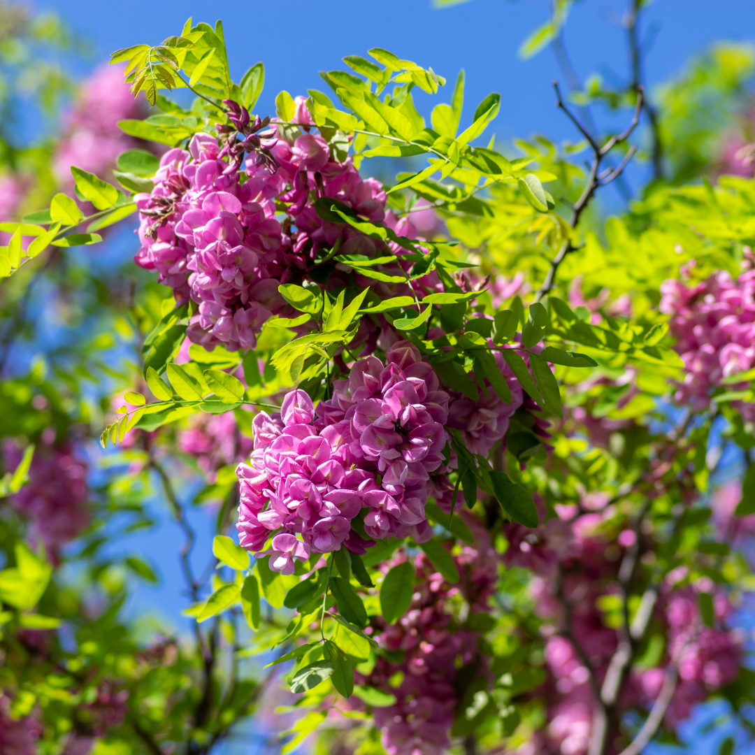 Buy Purple Robe Locust Phoenix, AZ | R. pseudoacacia | Three Buy Purple Robe Locust Phoenix, AZ | R. pseudoacacia | Three