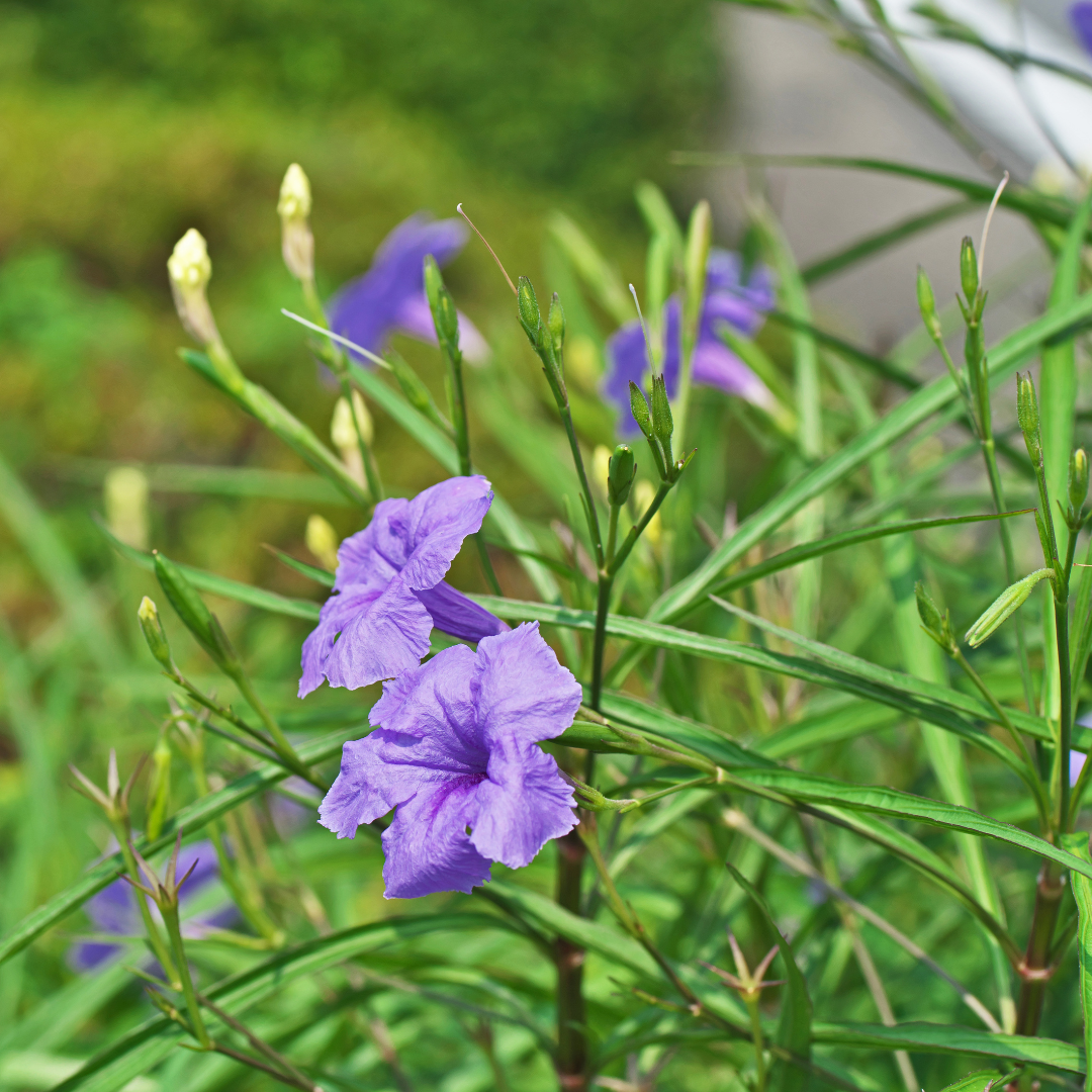 Purple Ruellia (Ruellia simplex) close-up of vivid purple trumpet blooms in landscape — Phoenix, AZ