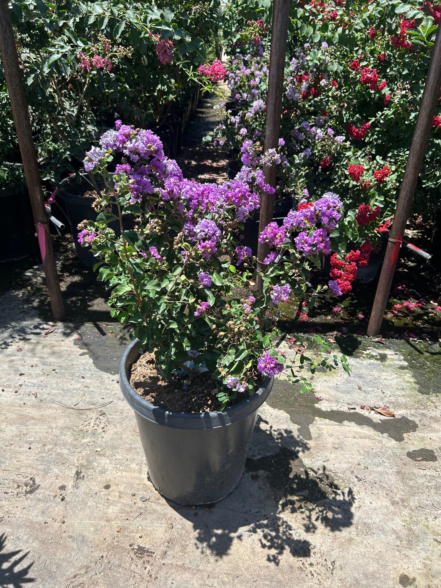 Purple Crape Myrtle