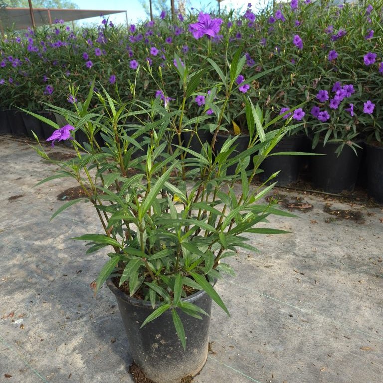 5 gallon Purple Ruellia (Ruellia simplex) in nursery pot with purple flowers in bloom — Phoenix, AZ