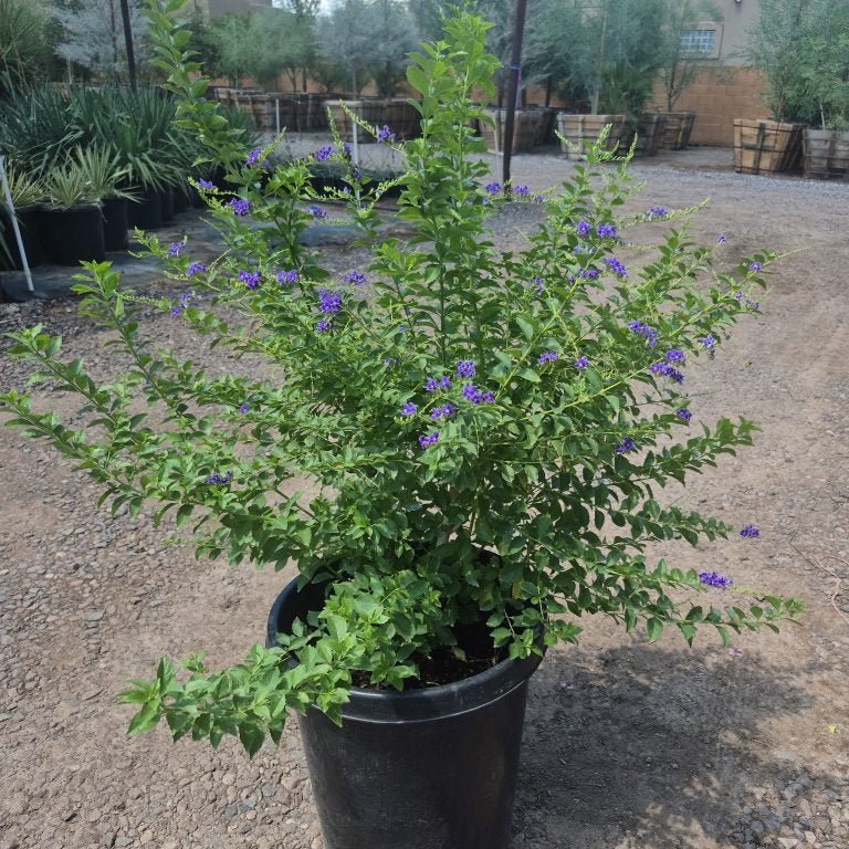 15 gallon Purple Sky Flower (Duranta erecta) with purple blooms in nursery pot — Phoenix, AZ