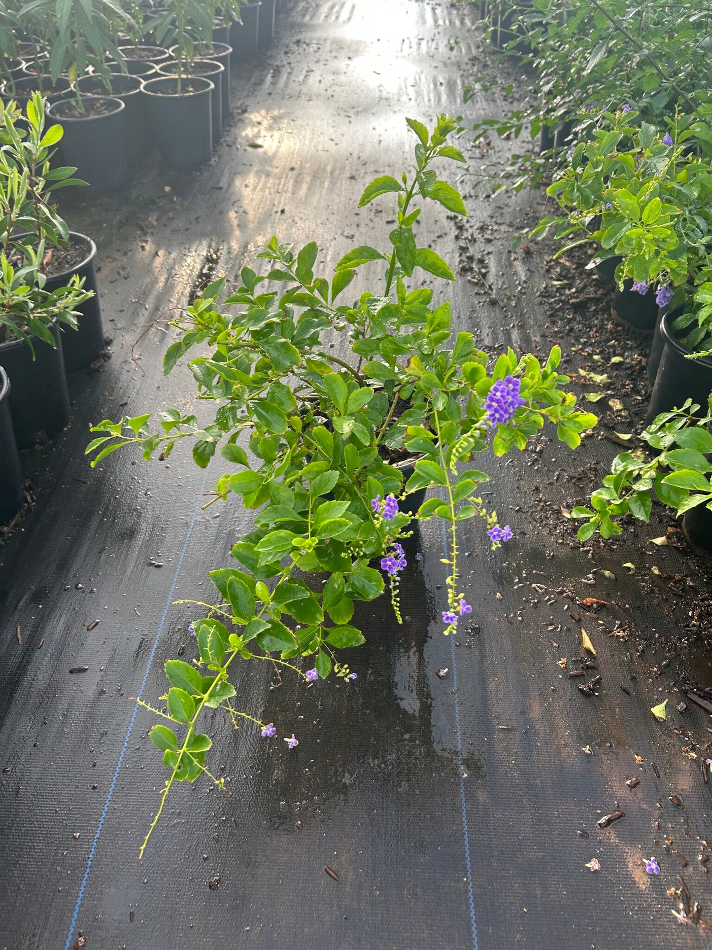 Purple Sky Flower Bush