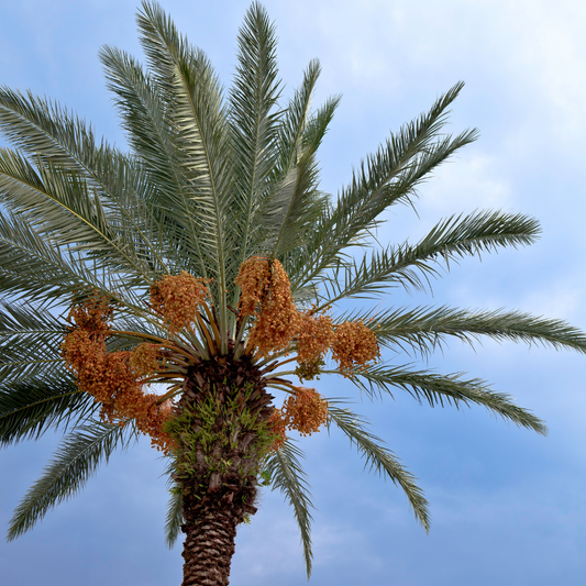 Queen Palm