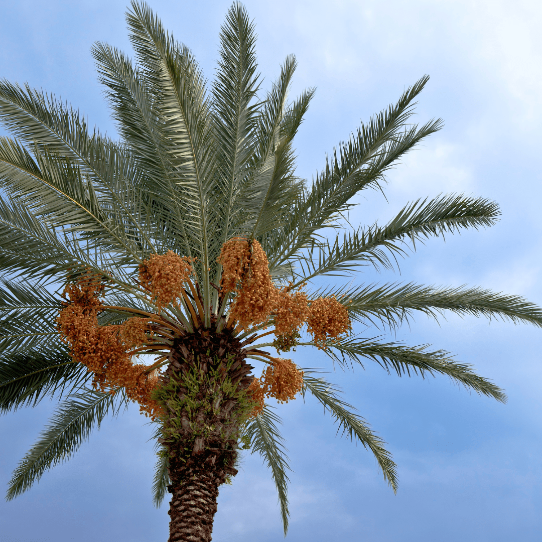 Close-up view of Queen Palm canopy with feathery fronds and orange fruit clusters against blue sky