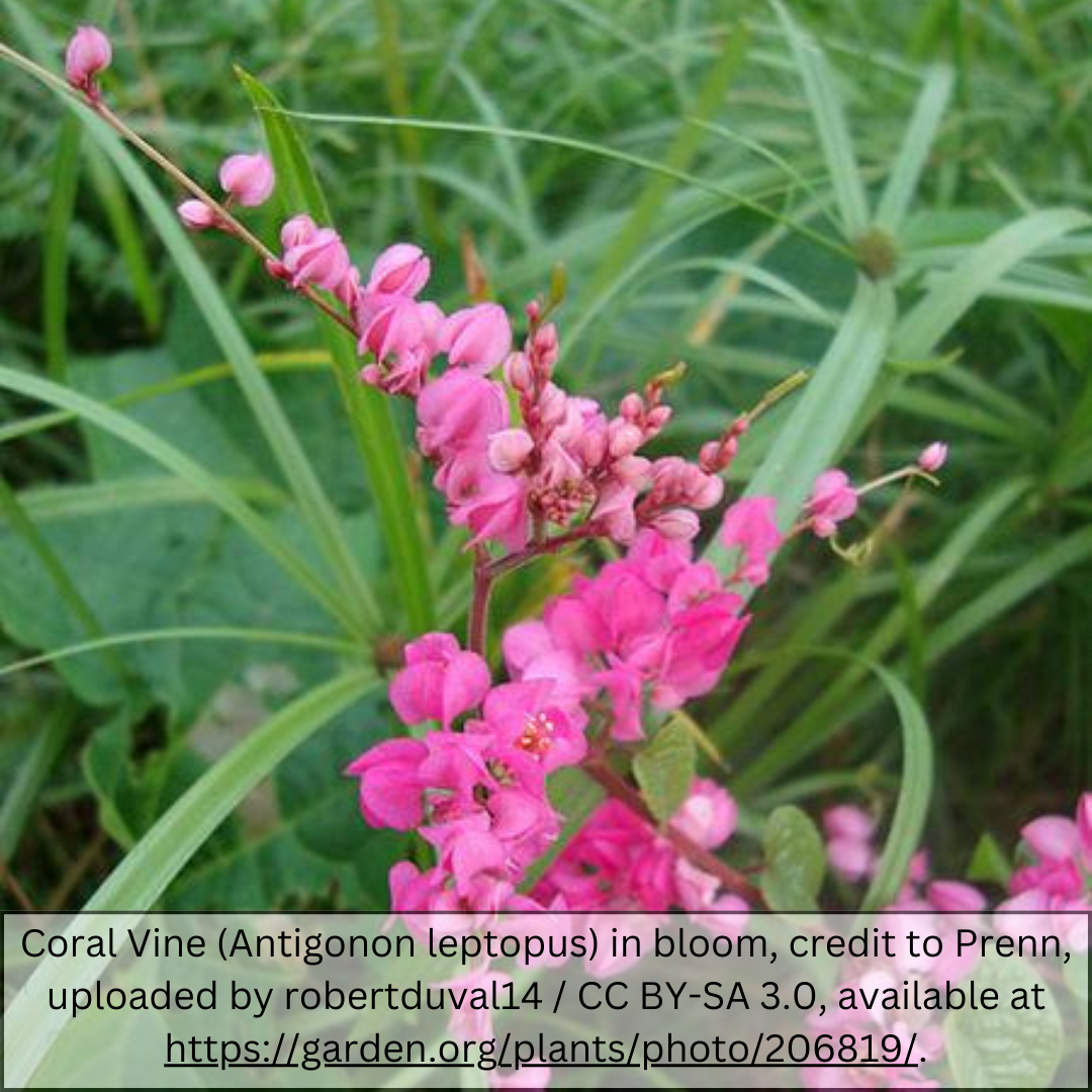 Queen's Wreath (Antigonon leptopus) bright pink flower clusters in bloom — Phoenix, AZ