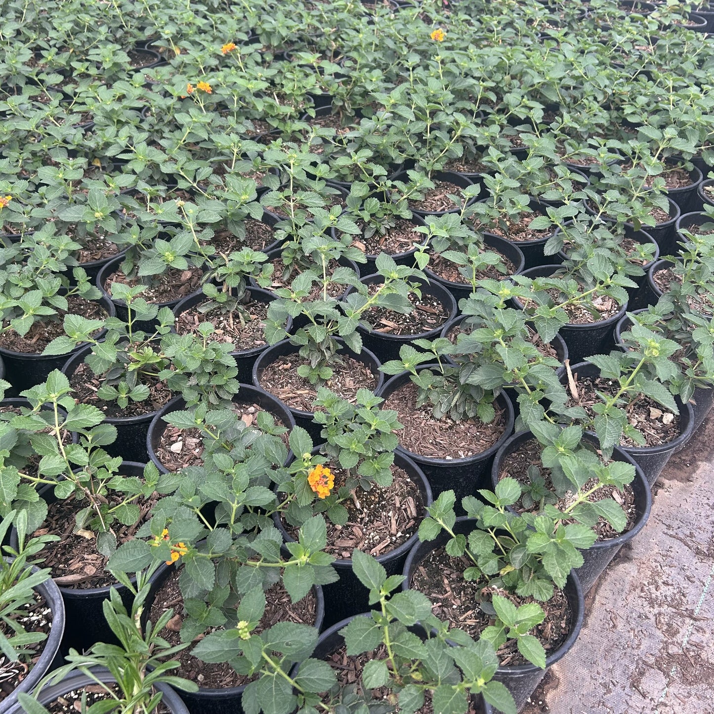 Radiation Lantana
