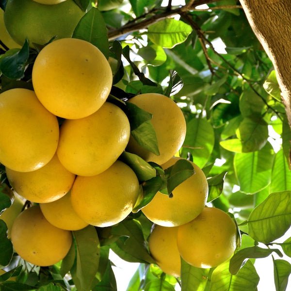 Red Grapefruit (Citrus paradisi) ripe fruit clusters on tree — Phoenix, AZ