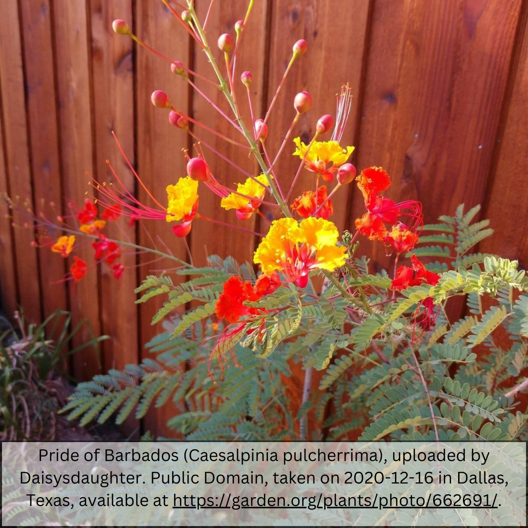 Red Bird of Paradise in landscape bed with orange blooms against desert backdrop — Phoenix, AZ