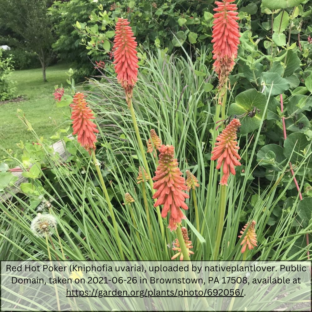 Red Hot Poker
