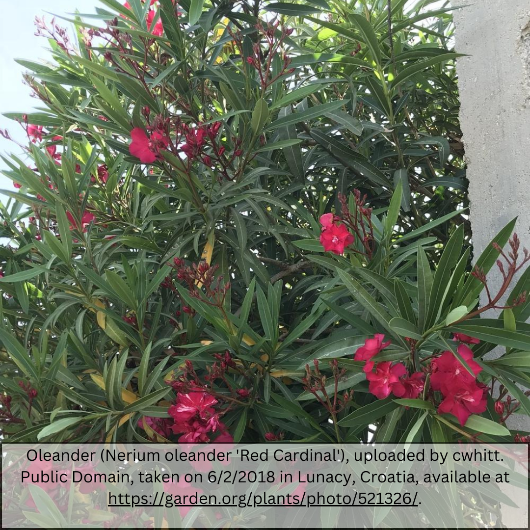 Red Oleander