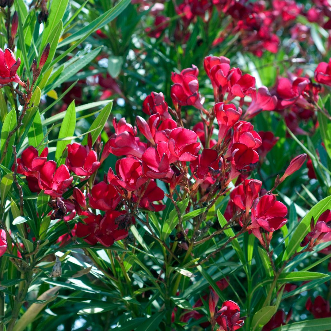 Dwarf Red Oleander (Nerium oleander 'Petite Red') compact shrub with vivid red blooms — Phoenix, AZ