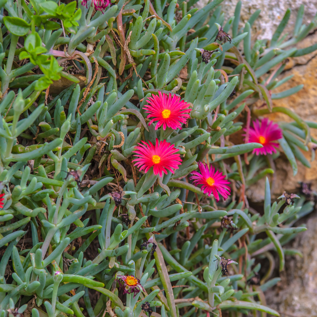 Red Spike Ice Plant (Cephalophyllum Red Spike) brilliant red blooms close-up in Phoenix, AZ nursery