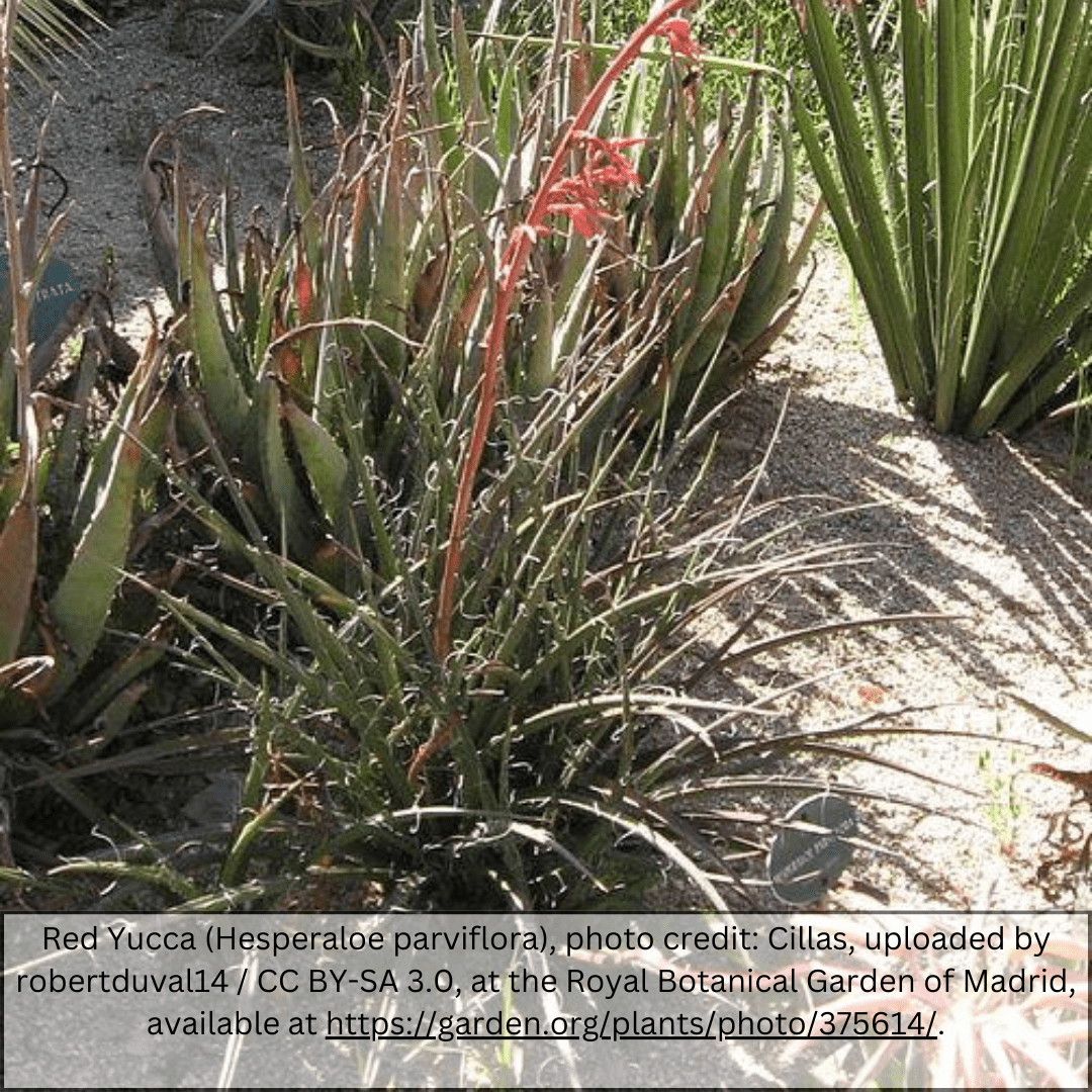 Red Yucca (Hesperaloe parviflora) with coral-red flower spikes blooming in desert garden landscape — Phoenix, AZ