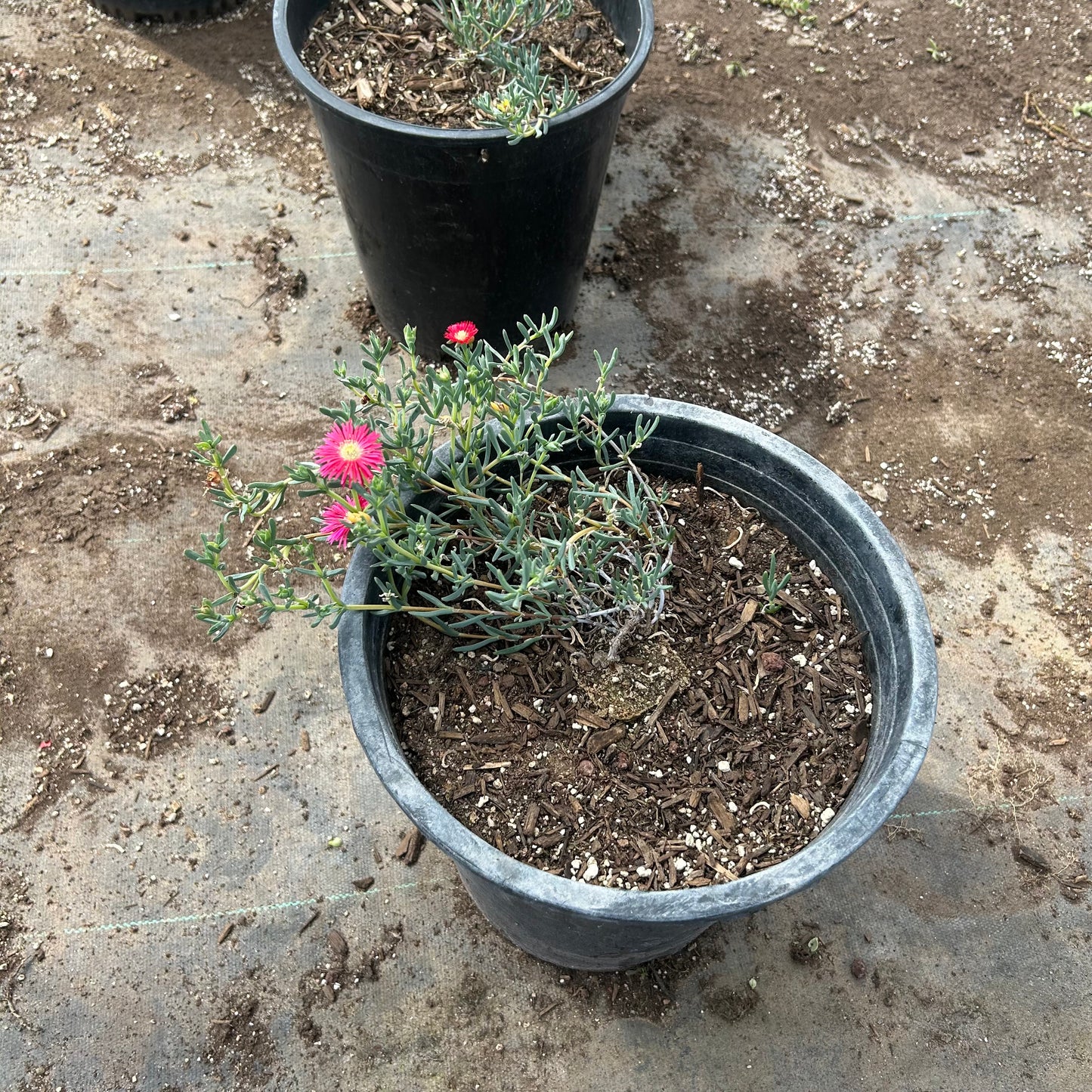 5 gallon Red Ice Plant (Drosanthemum speciosum) in nursery pot — Phoenix, AZ