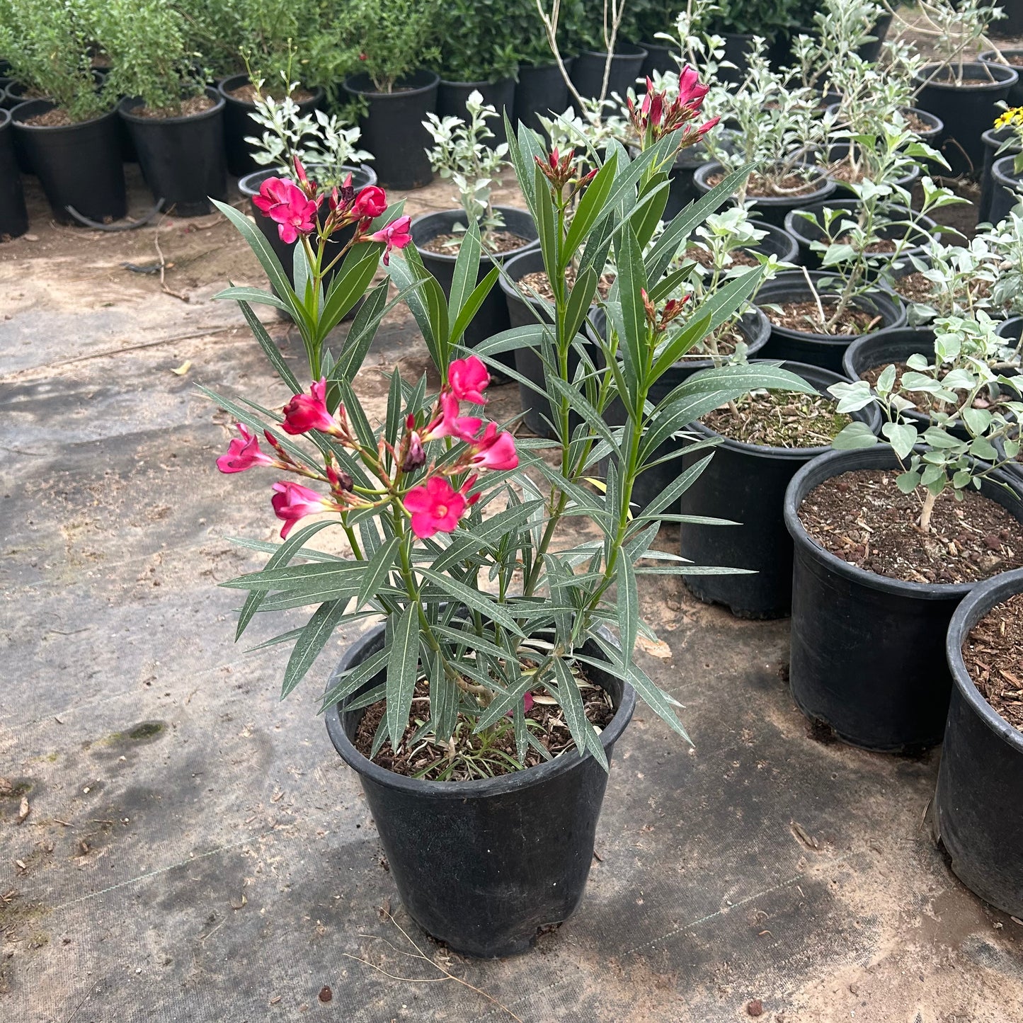 5 gallon Red Oleander (Nerium oleander) in nursery pot — Phoenix, AZ