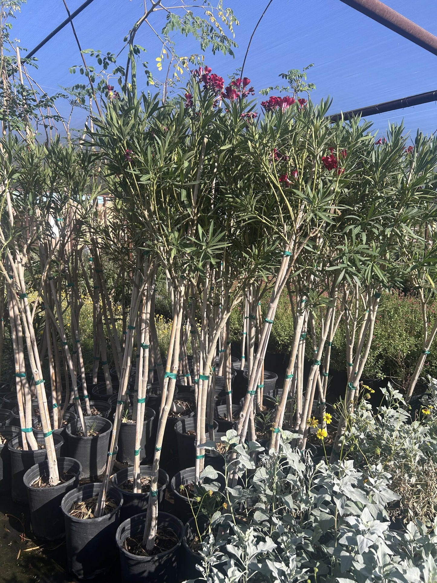 Red Oleander Tree - 3/5 Gallon