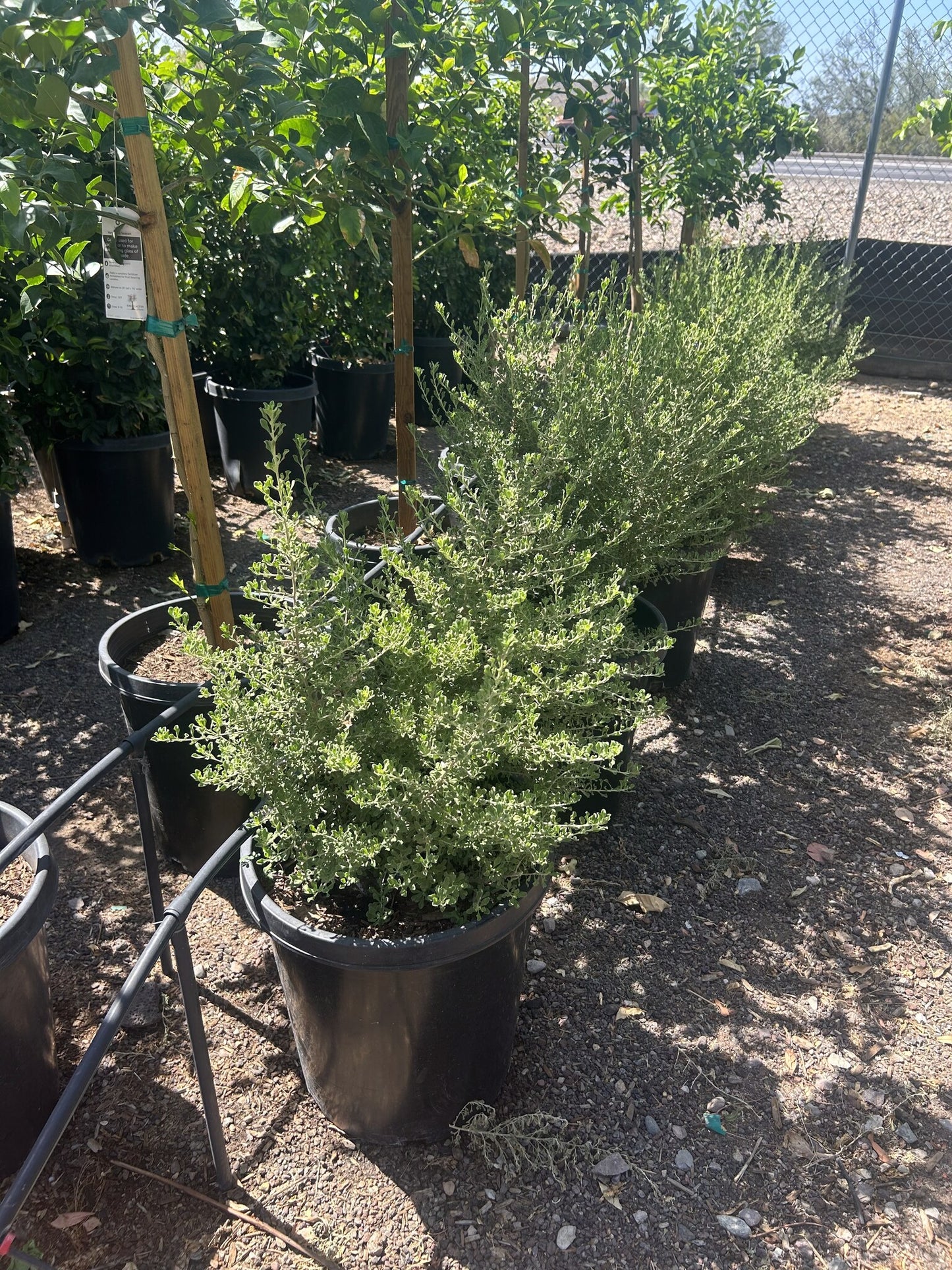 Rio Bravo Sage