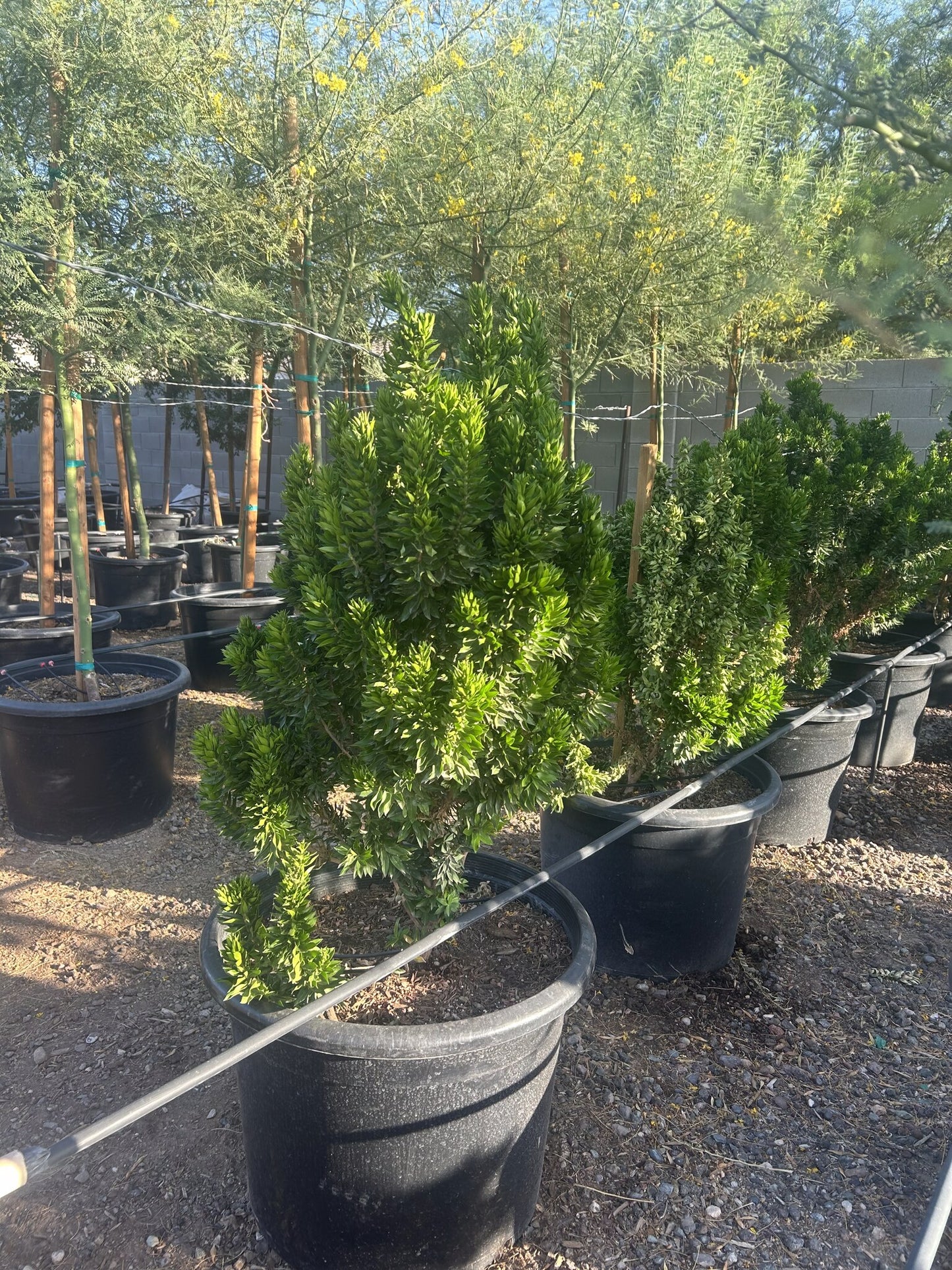 Roman Myrtle