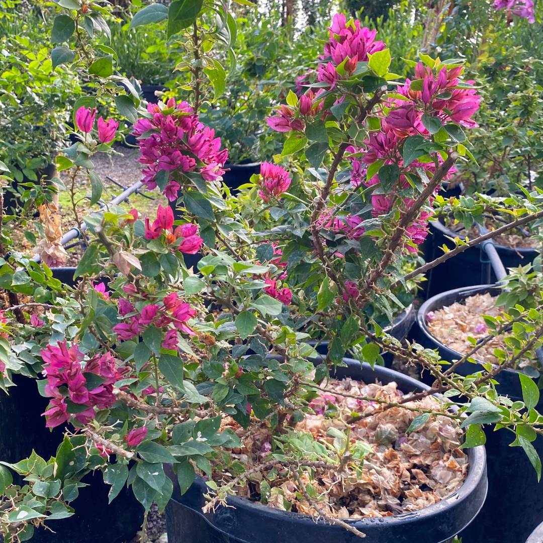 Purple Bougainvillea plant with cascading magenta-purple bracts in nursery pot — Phoenix, AZ