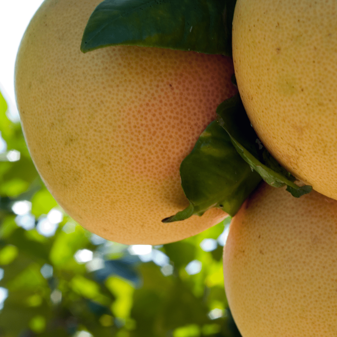 Ruby Red Grapefruit (Citrus paradisi) ripe pink grapefruit hanging on tree with glossy green leaves — Phoenix, AZ