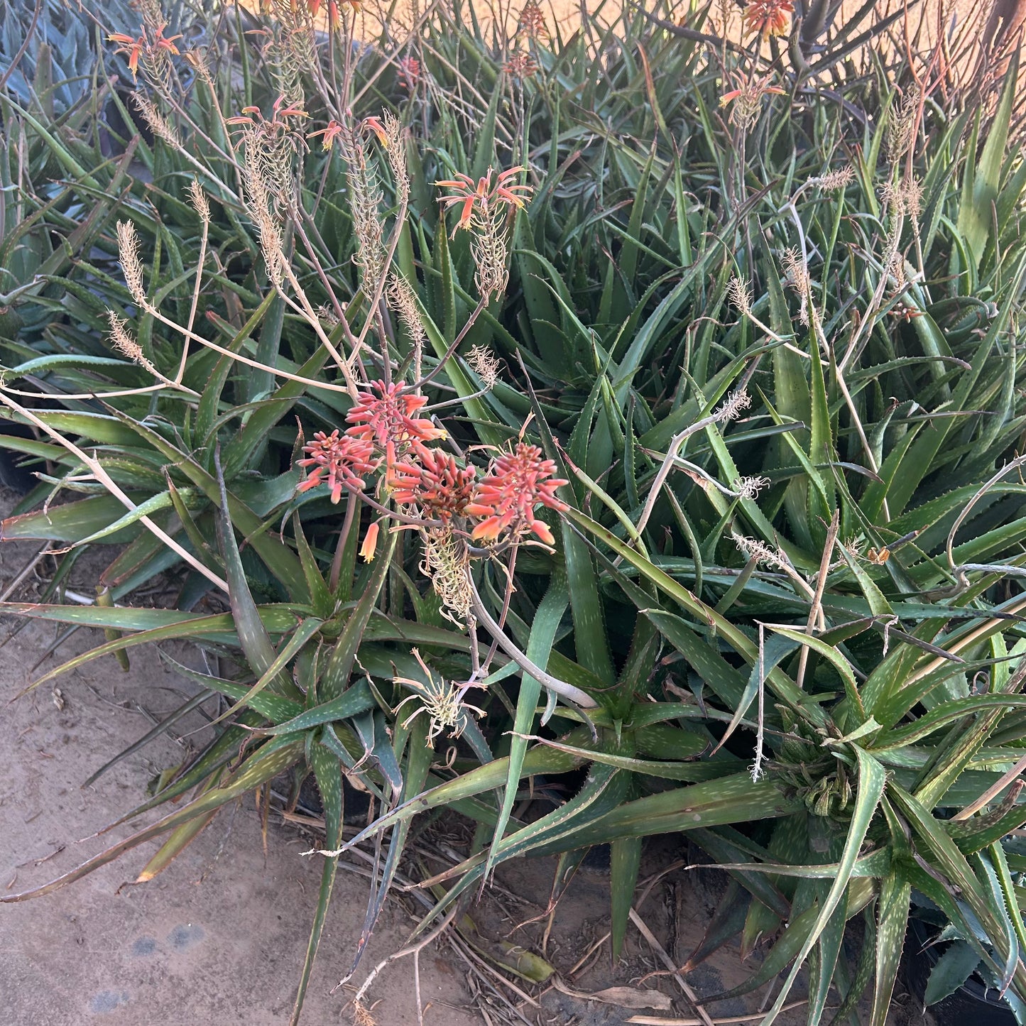 1 gallon Ruddikoppe Aloe (Aloe 'Ruddikoppe') in nursery pot — Phoenix, AZ