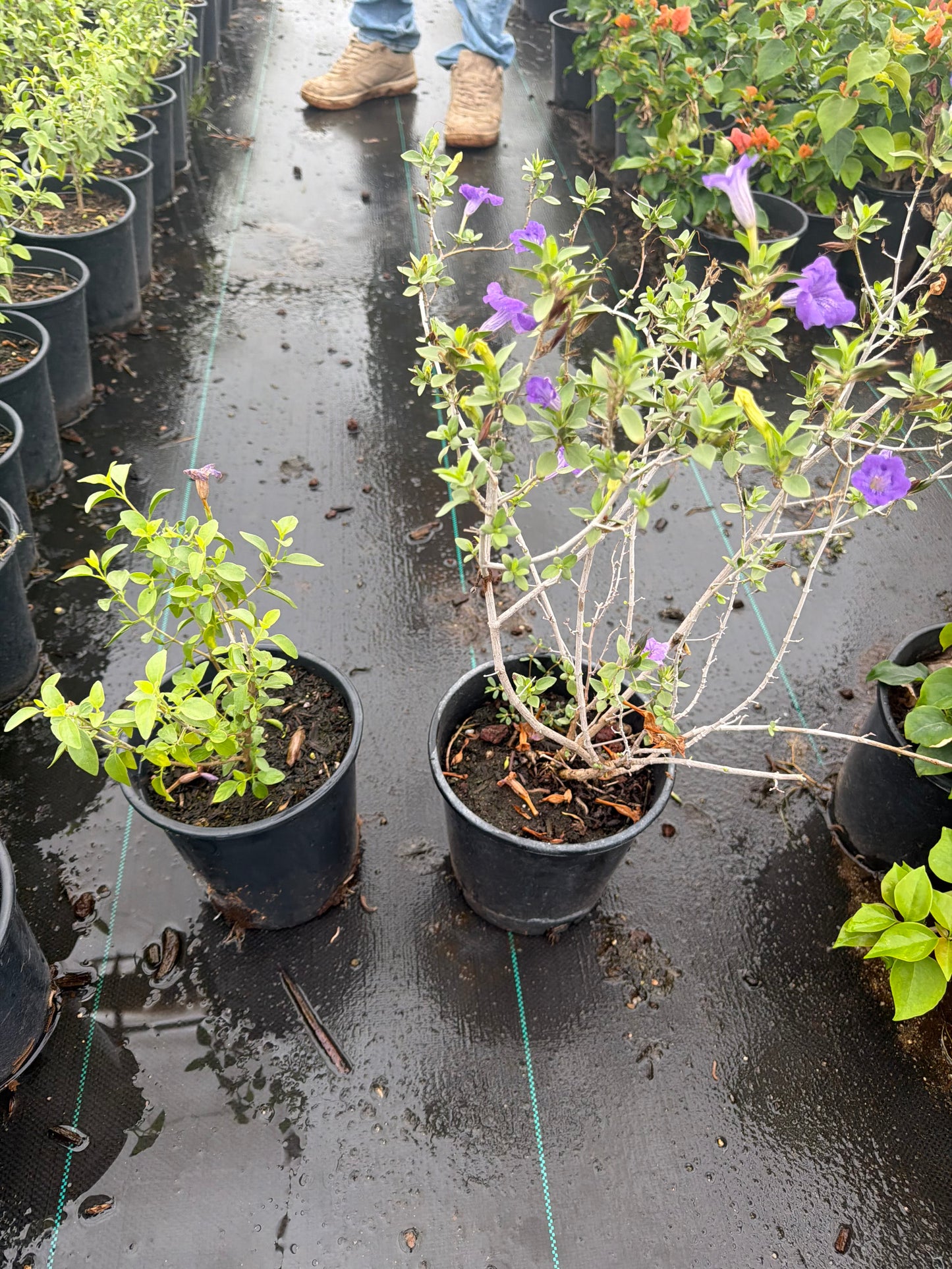 1 gallon Baja Ruellia (Ruellia peninsularis) in nursery pot — Phoenix, AZ