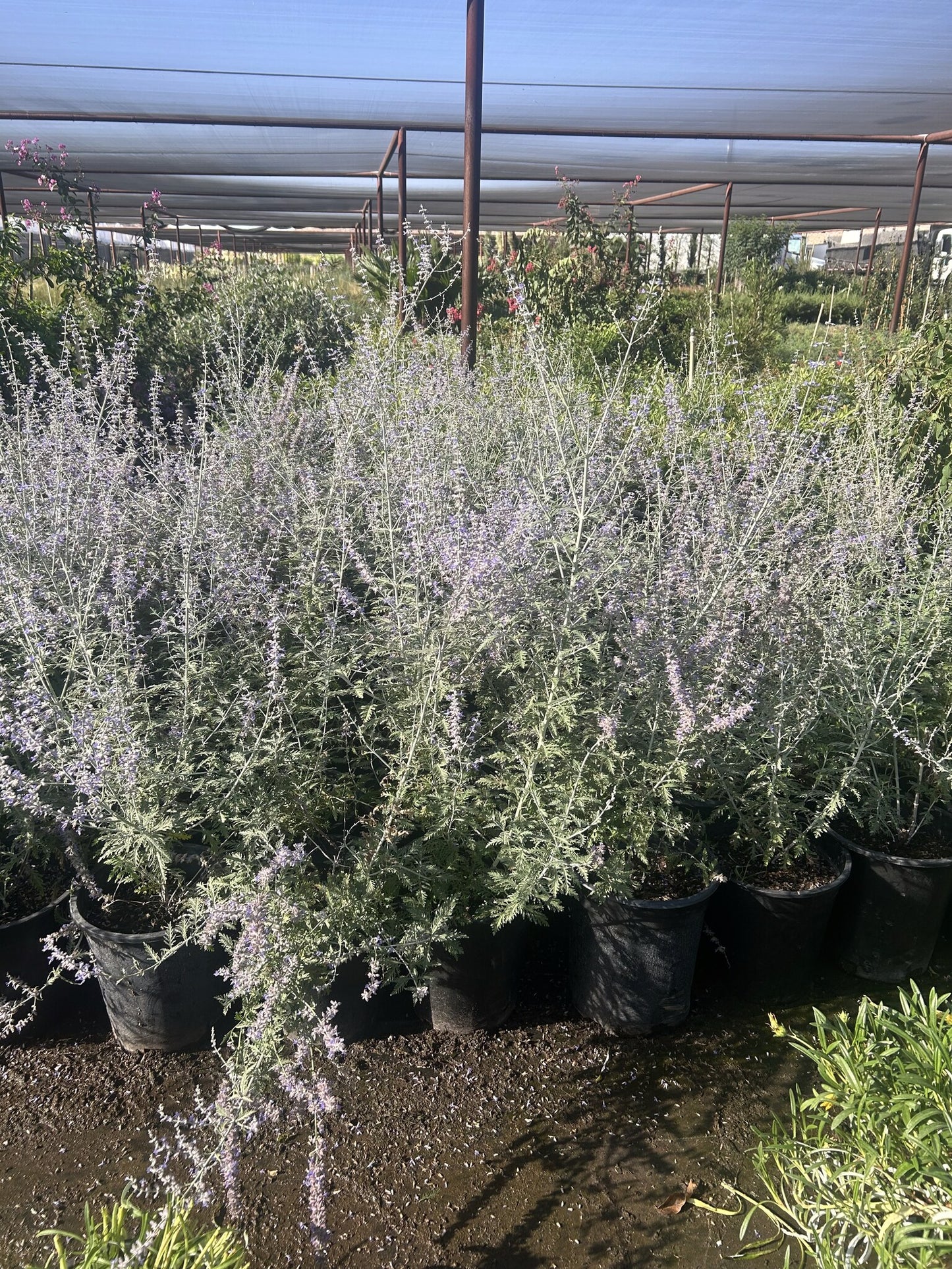 Russian Sage - 3/5 Gallon
