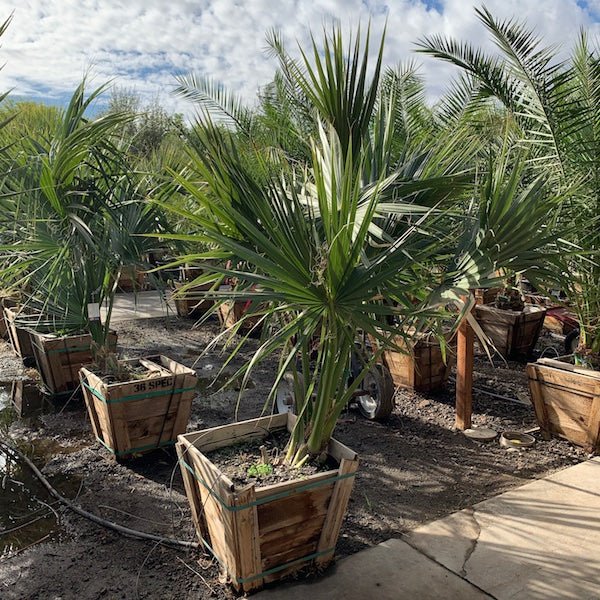 sabal palm plant Buy Cabbage Palm Phoenix, AZ | Sabal palmetto