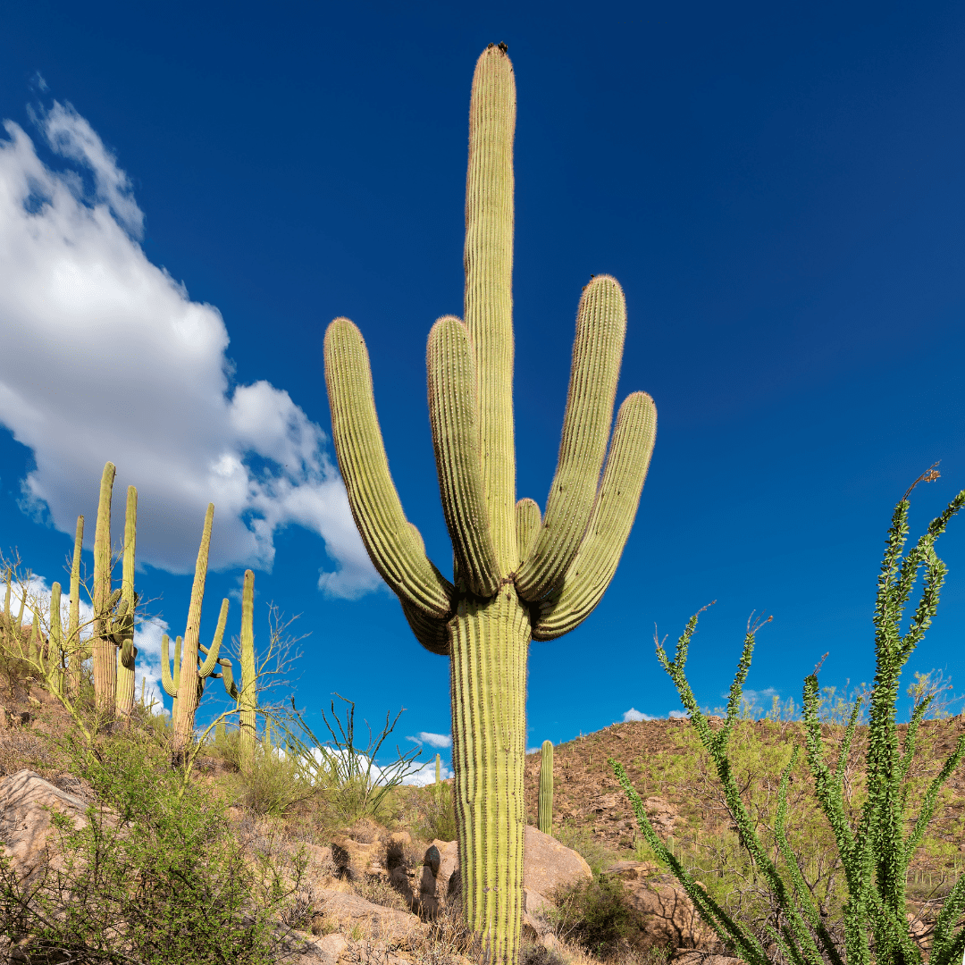 Saguaro cactus (Carnegiea gigantea) mature specimen with arms in Sonoran Desert landscape — Phoenix, AZ