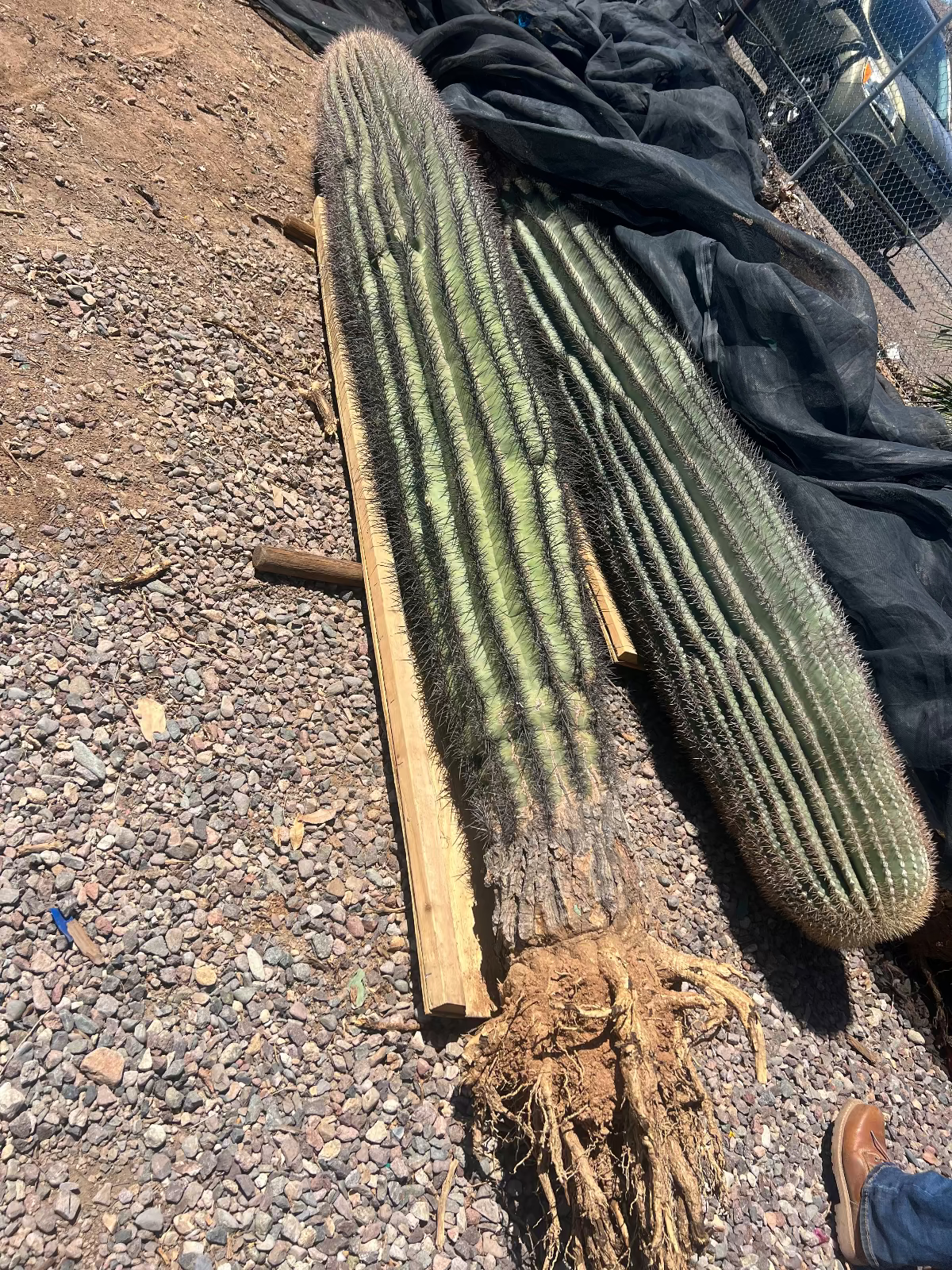 Saguaro