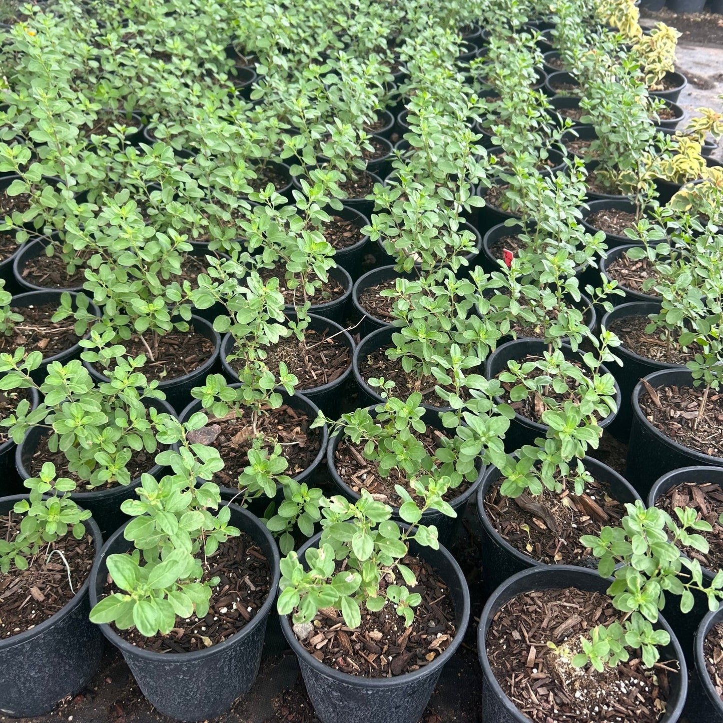 1 gallon Red Salvia (Salvia greggii) in nursery pot — Phoenix, AZ