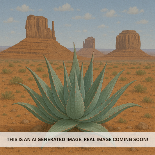 Sand Aloe
