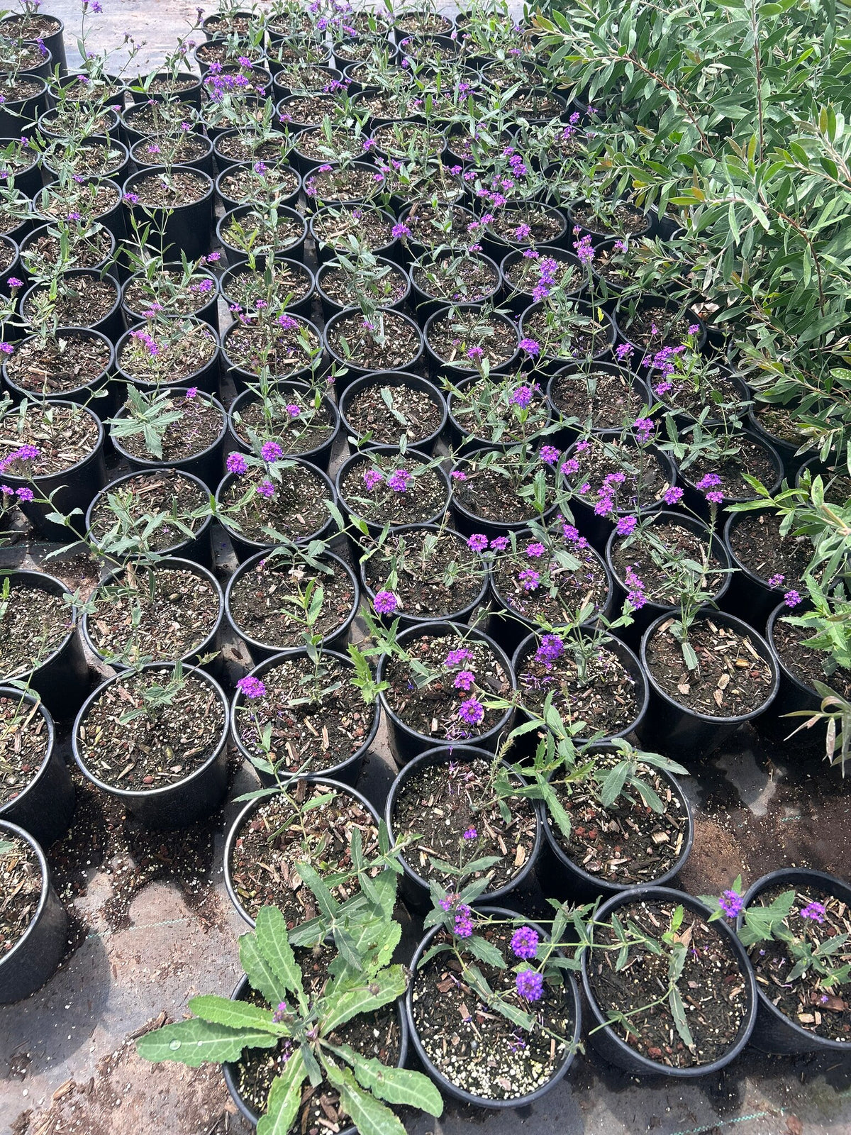 Sandpaper Verbena - 1 Gallon