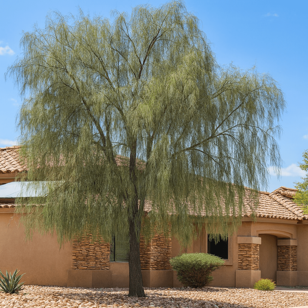 Shoestring Acacia (Acacia stenophylla) with dramatic weeping form in desert residential front yard — Phoenix, AZ