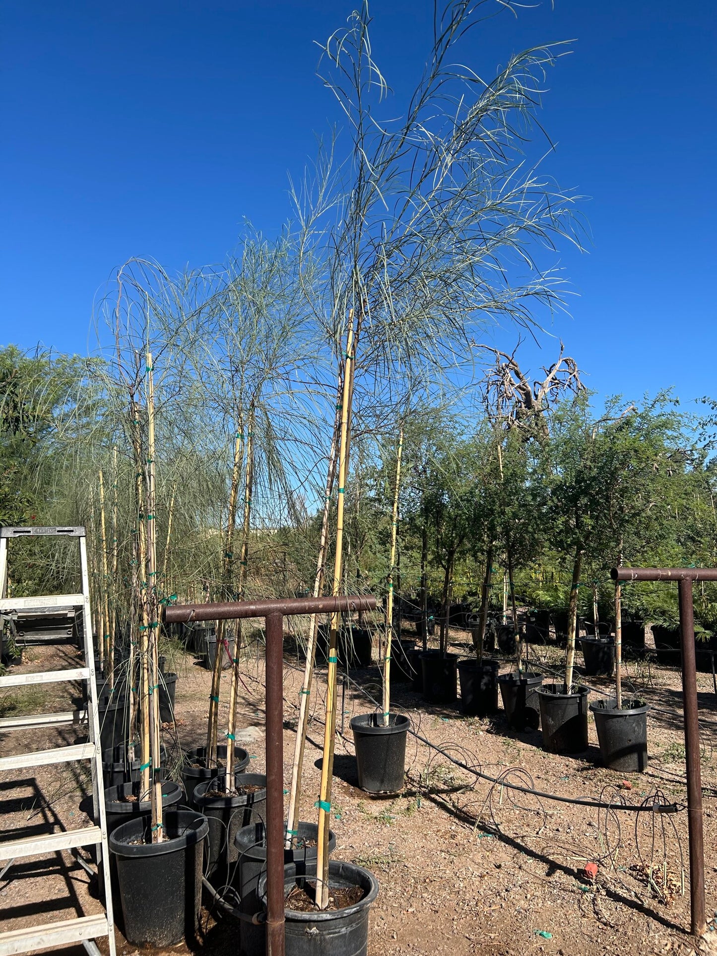 Shoestring Acacia