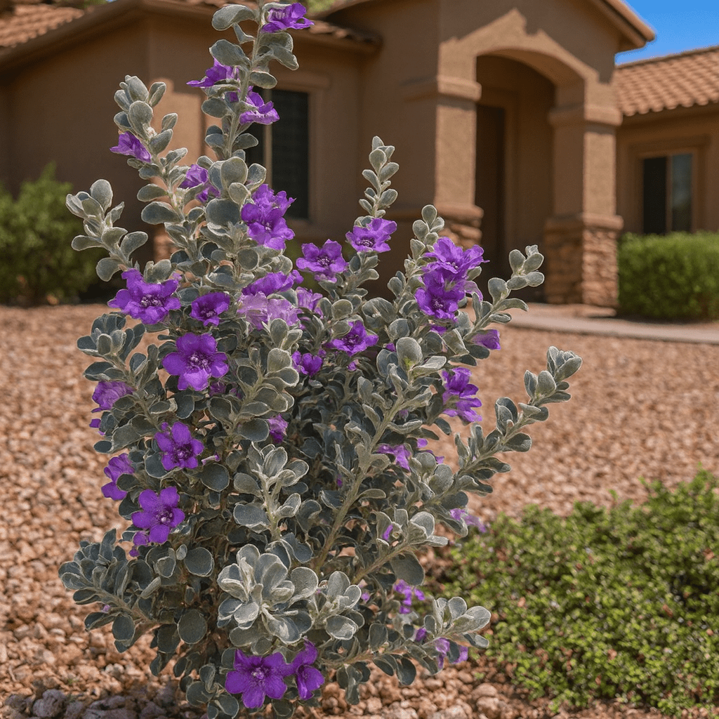 Sierra Bouquet Texas Sage (Leucophyllum pruinosum) with rose-purple blooms and silver foliage in landscape — Phoenix, AZ