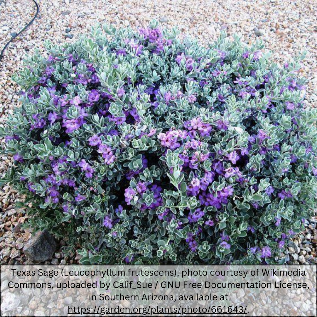 Silver Cloud Sage (Leucophyllum candidum) close-up of lavender-purple flowers against silver foliage — Phoenix, AZ
