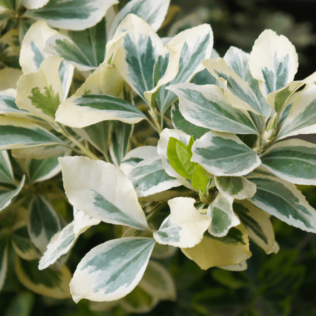 Silver Queen Euonymus (Euonymus japonicus) variegated green and white evergreen shrub in nursery pot — Phoenix, AZ