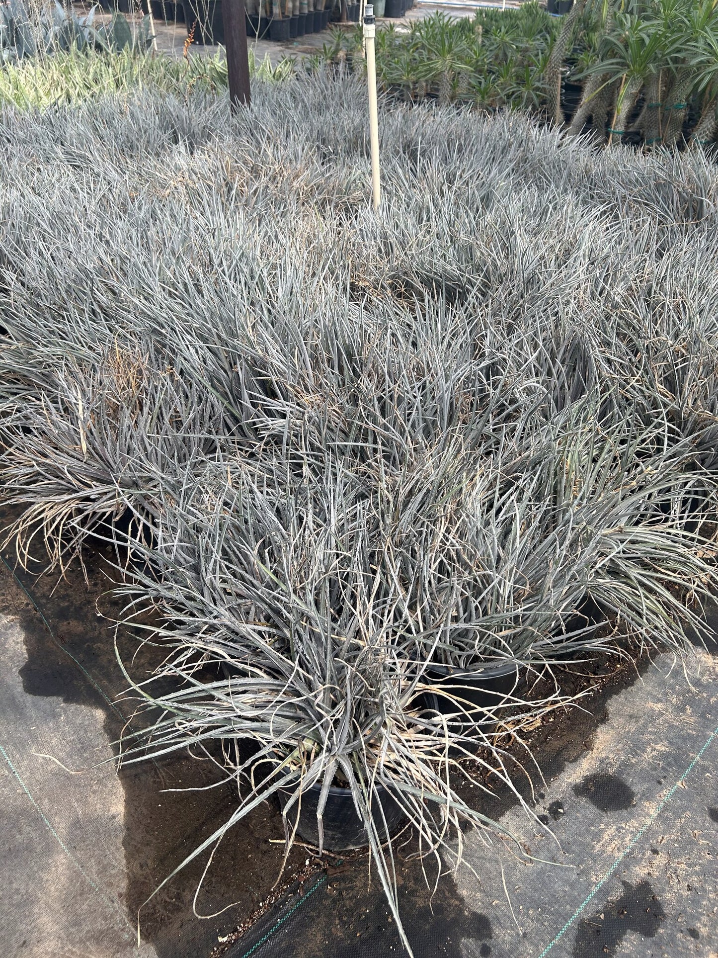 Silver Nickle Dyckia