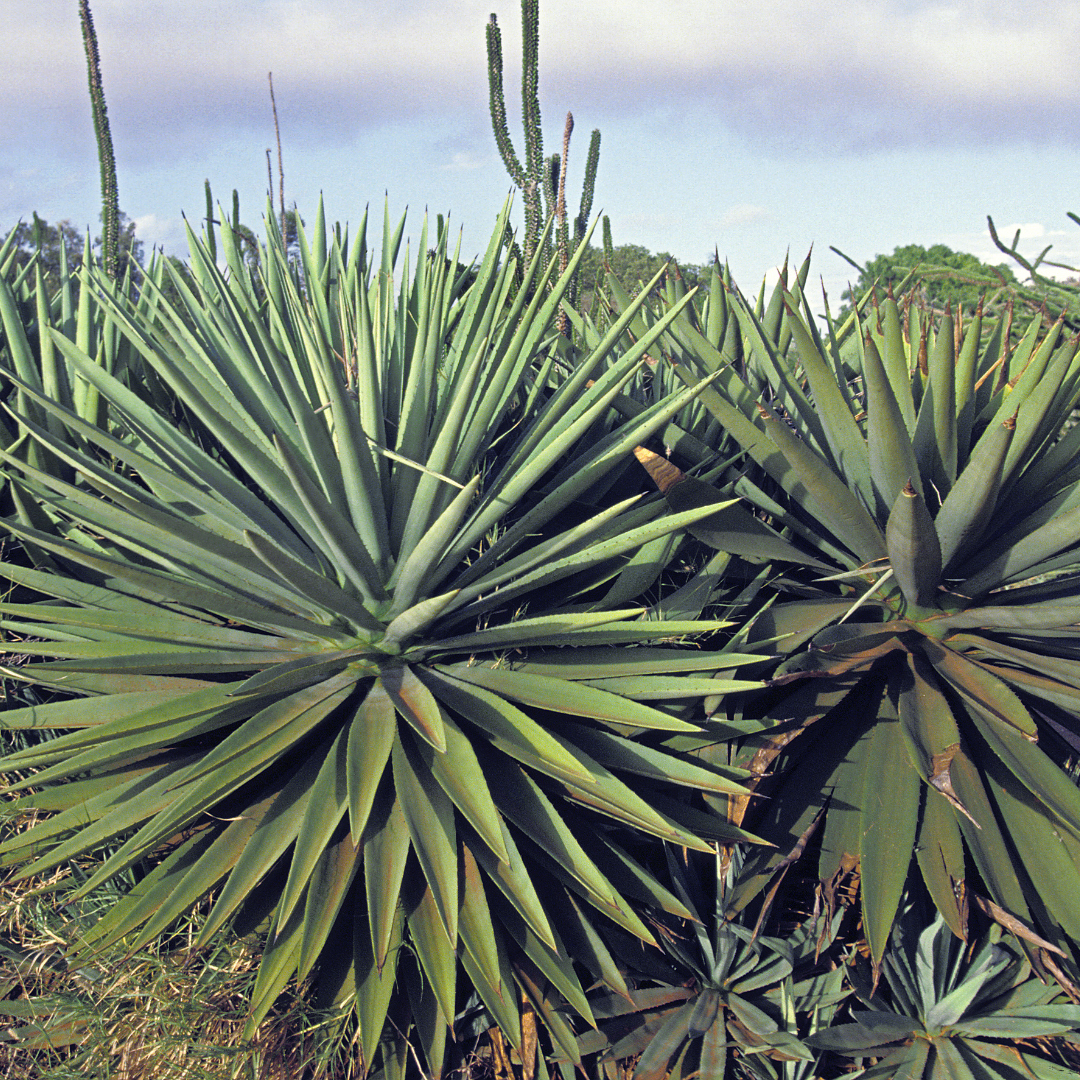 Sisal Hemp Agave (Agave sisalana) large rosette of sword-shaped green leaves in desert landscape — Phoenix, AZ